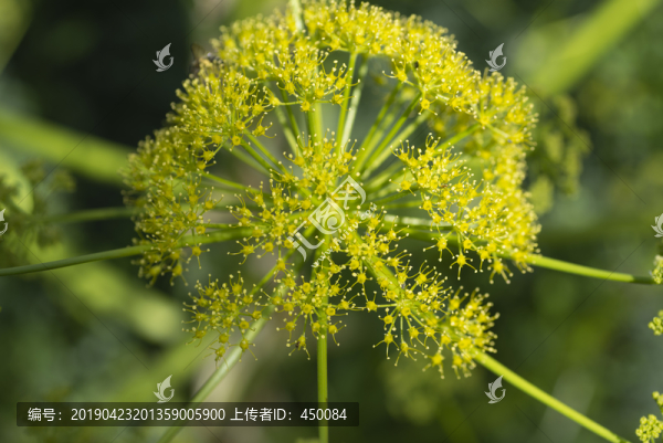黃花