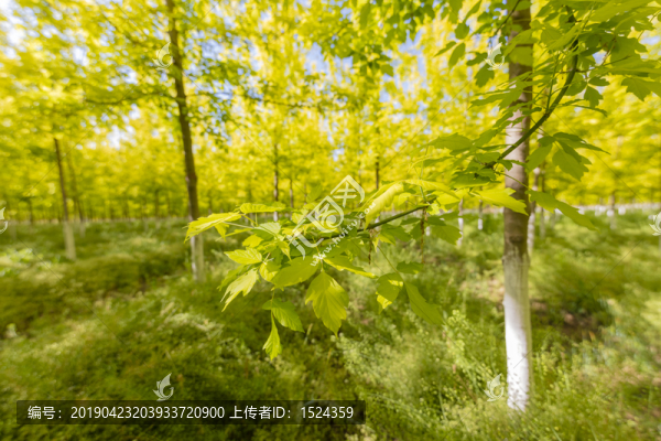 林間樹(shù)葉