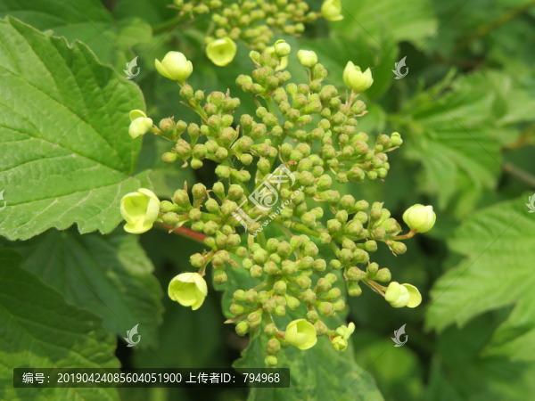 歐洲莢蒾
