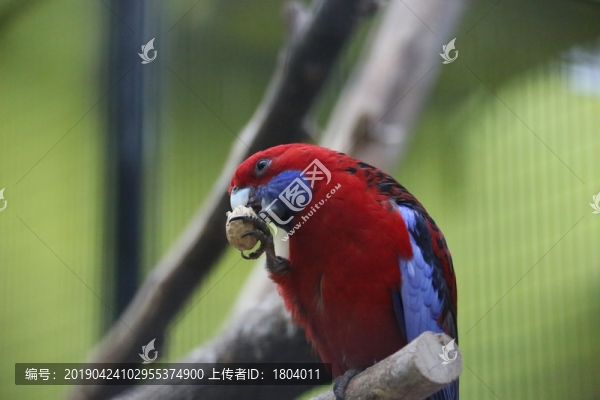鸚鵡