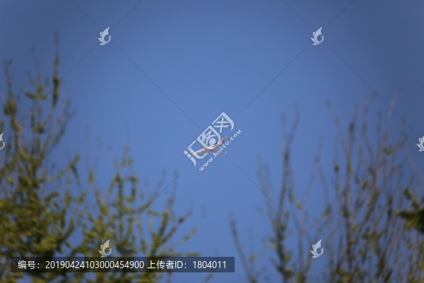 飛翔的飛機(jī)