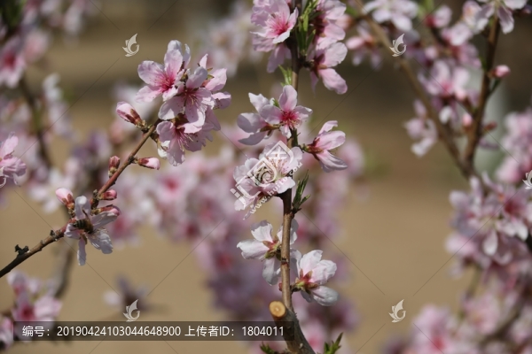 桃花