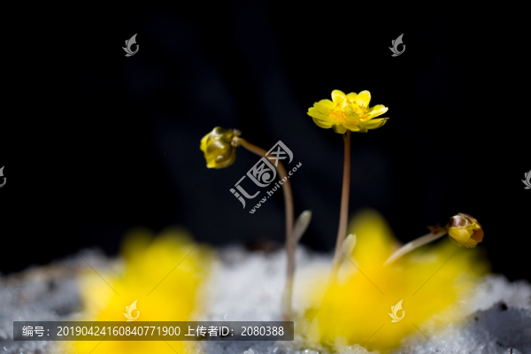 冰凌花