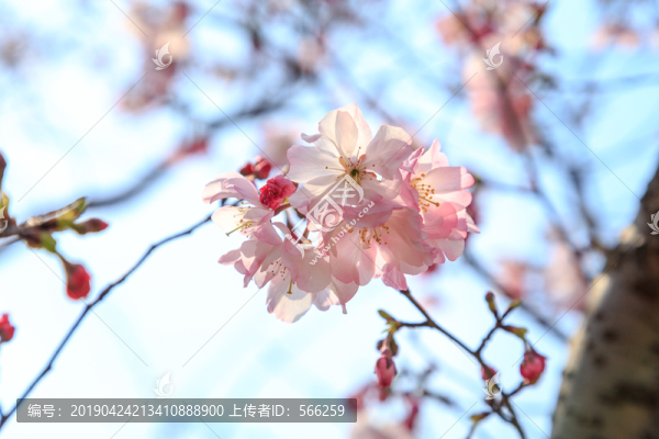 櫻花素材