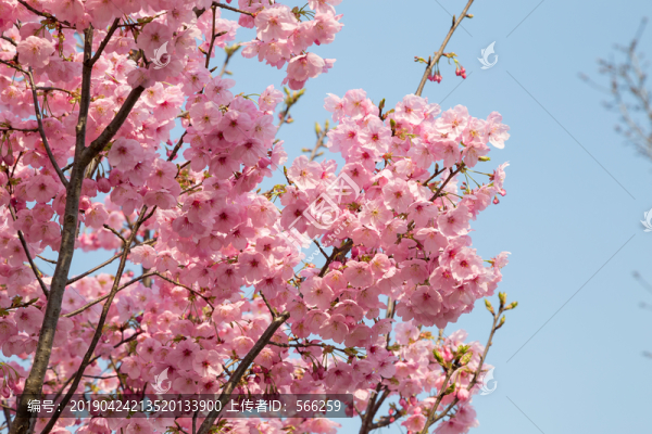櫻花素材