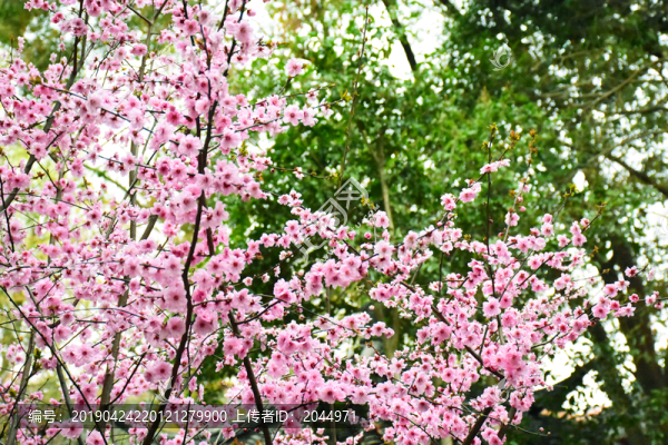 桃花