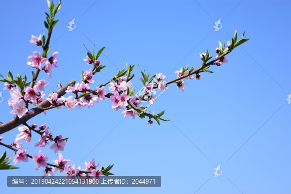 桃花