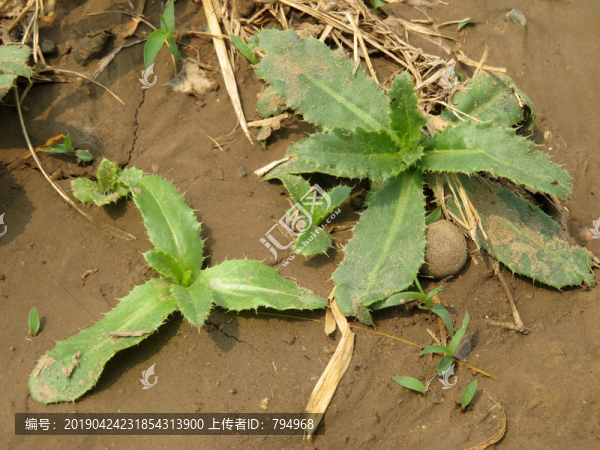 刺兒菜
