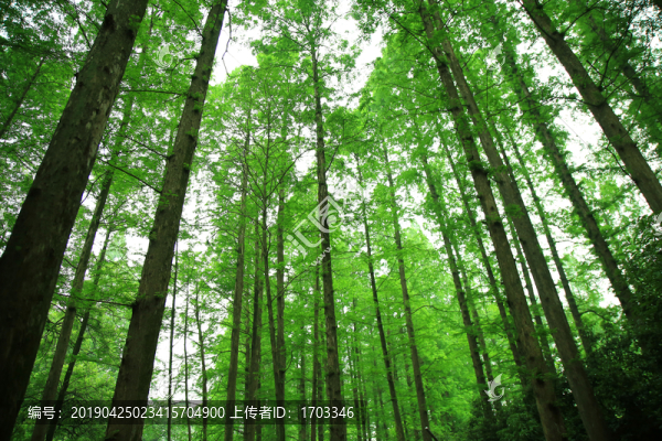 森林