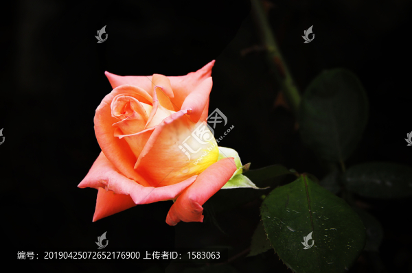 月季花
