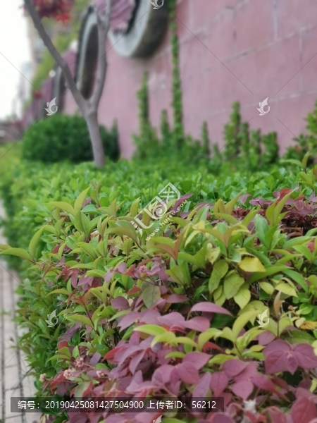 墻邊灌木叢