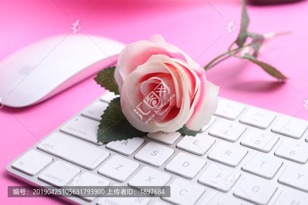 玫瑰花