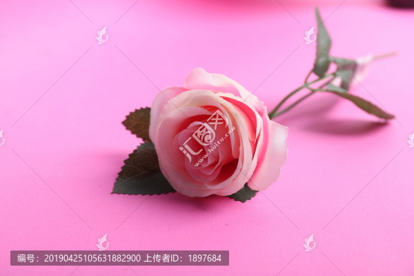 玫瑰花