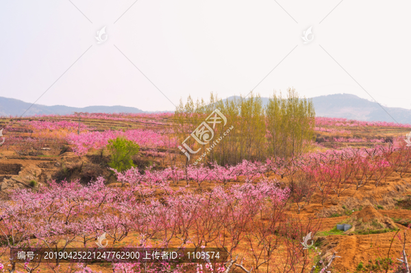 山東蒙陰桃花開滿山48