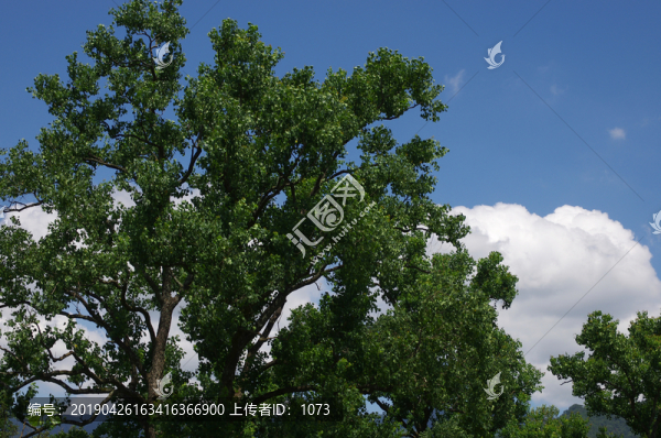 藍天白云烏桕樹