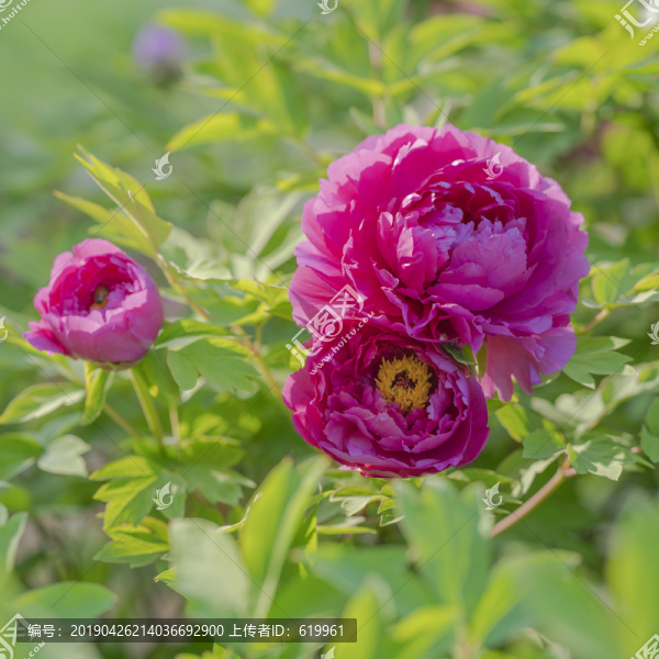 牡丹花