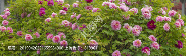 牡丹花