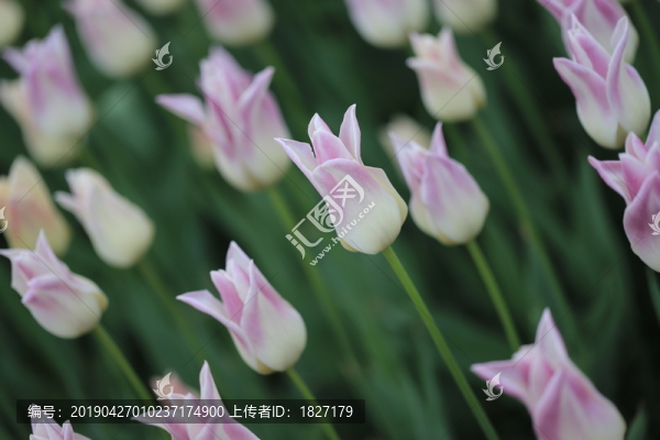 紫色郁金香