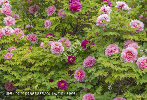牡丹花