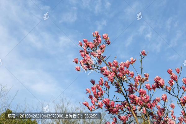 玉蘭花