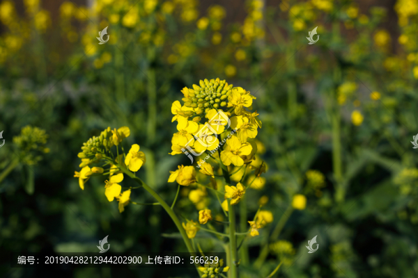 油菜花