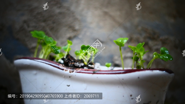 油菜苗