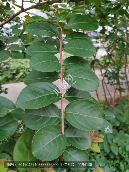 紫薇枝葉
