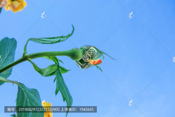 月季花