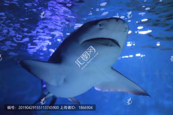 頂級(jí)掠食者檸檬鯊