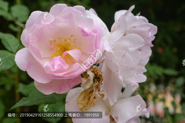 粉紅色薔薇