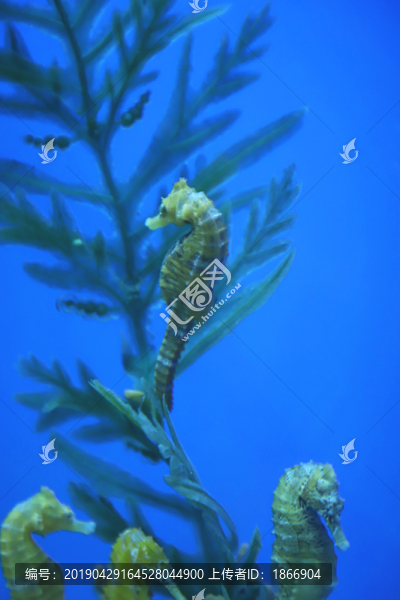海馬