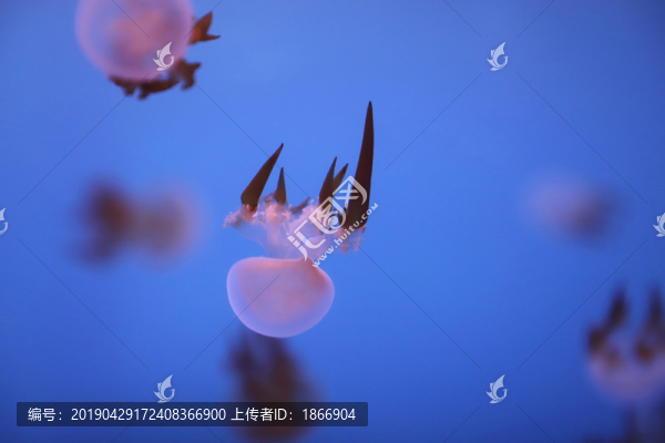 浮游生物
