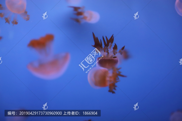 水母大圖