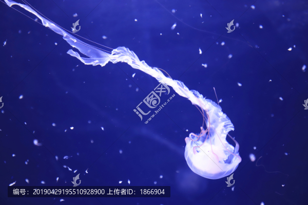 水母高清圖
