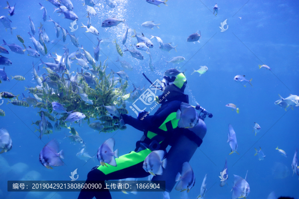 潛水員和魚(yú)群