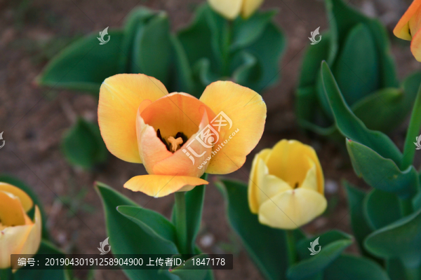 郁金香