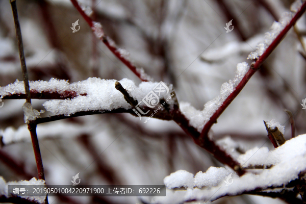 枝雪