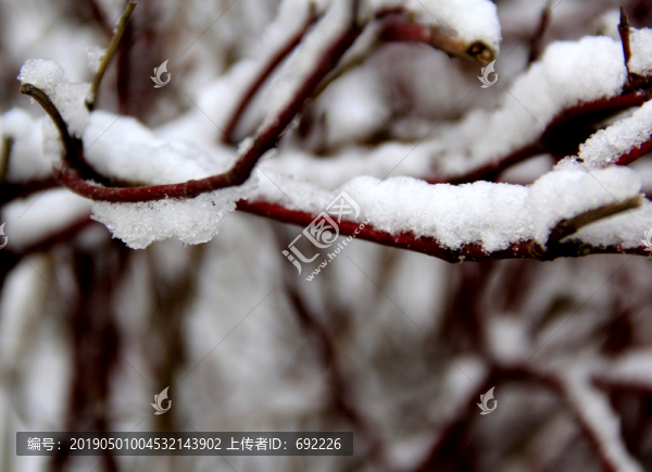 枝雪