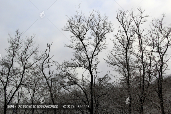 樹