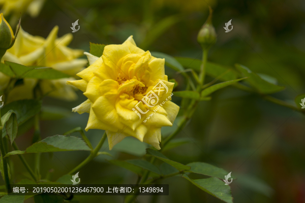 玫瑰花
