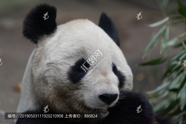 大熊貓