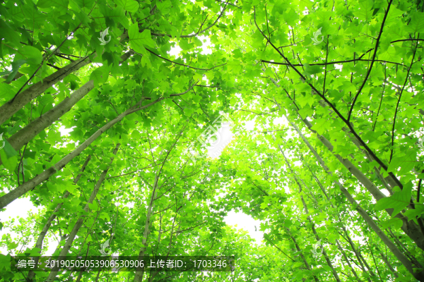 樹林