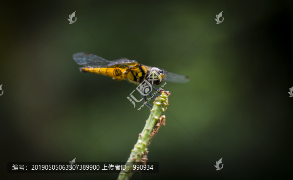 黃蜻蜓