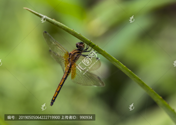 蜻蜓