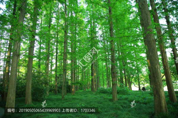 森林