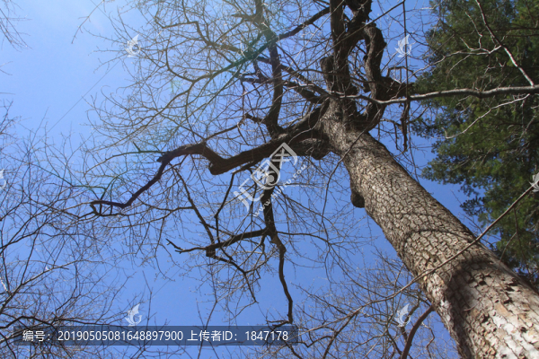 樹與藍(lán)天