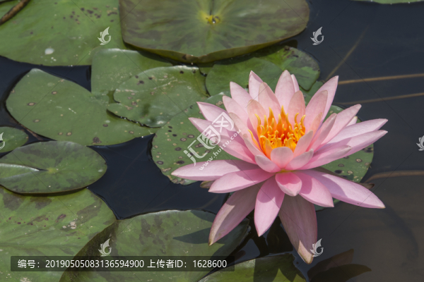 蓮花2