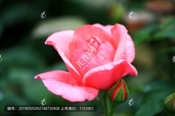 月季花