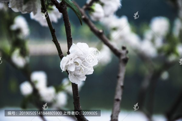 櫻花