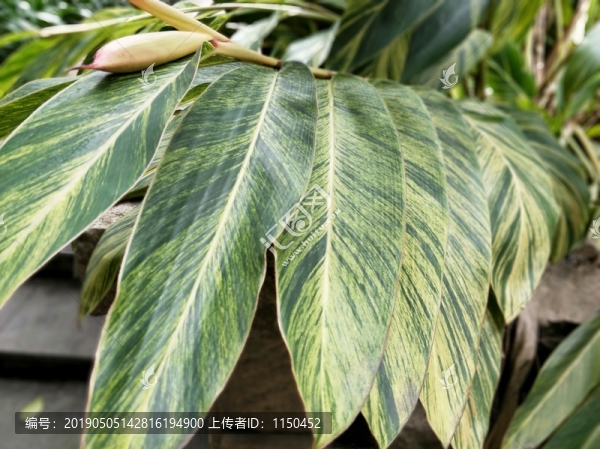黃粑葉花開